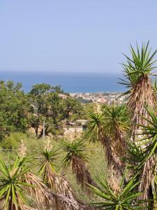 un grupo de palmeras con el océano en el fondo en Villa Gatto Camilla en Rometta Marea
