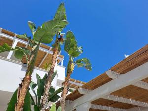 Φωτογραφία από το άλμπουμ του Casa Flora - Bed and Breakfast σε Torre San Giovanni Ugento +26 φωτογραφίες