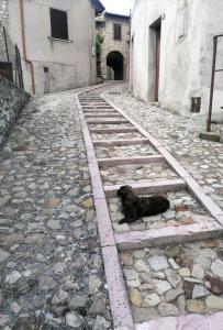 Meggiano的住宿－Il Rustico di Meggiano，一条黑狗躺在一条小巷里