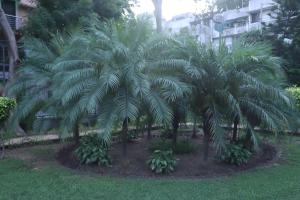 twee palmbomen in een park naast een gebouw bij Divine India Service Apartment 3Bhk,B57 Sarita Vihar,Apollo in New Delhi
