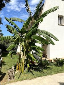 a banana tree in front of a house at Casa Woow in Carini
