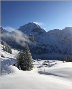 a snow covered mountain with a tree in the foreground at Sonnenberg Dormitories in Mürren