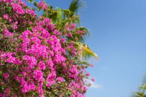 a bunch of pink flowers in front of a palm tree at Waterside Apartments in Willemstad