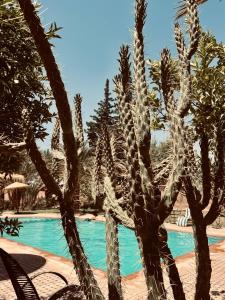 um grupo de cactos junto a uma piscina em Kasbah des cyprès em Skoura