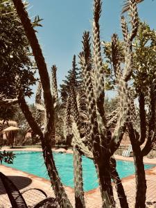 a group of cacti next to a swimming pool at Kasbah des cyprès in Skoura