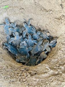 a group of blue turtles in the sand at Turtle Wood Cabin in Tangalle