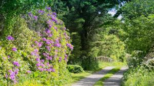 a garden with purple flowers on a path at Ynys Hideout in Moelfre