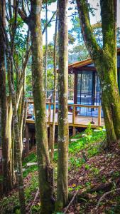 a house in the middle of a forest of trees at Bulegreen Cabanas in Santo Amaro da Imperatriz