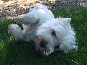 a small white dog laying in the grass at Las casitas del Gallego in Villanueva de Gállego