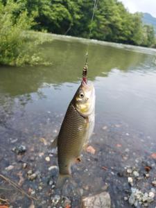 ein großer Fisch hängt an einem Haken in einem Wasserkörper in der Unterkunft Prenoćište Rubin 