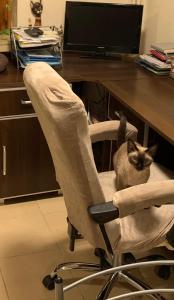 kot siedzący na krześle przy biurku w obiekcie Pokój w Wilanowie w Warszawie