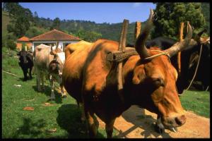 un grupo de vacas con cuernos parados en un campo en Sitio Tahiupara, en Gonçalves