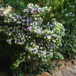Ein paar lila und weiße Blumen im Garten in der Unterkunft Departamentos Virgen del Cerro in Salta + 21 Fotos