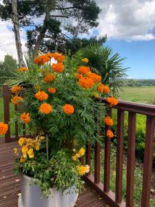 a large pot of orange flowers on a wooden deck at Guest have the sole use limited in Saint Ives