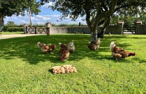 a group of chickens walking around in the grass at Priors Oak - A Cosy Studio with Countryside Views in Dorset in Stalbridge