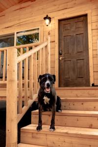 Mascotas con sus dueños en Pet Friendly Cabins in Hanksville Utah