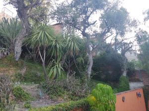 Un jardín con palmeras y arbustos y una casa. en Laica House, en San Miguel de Allende