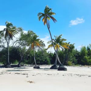un grupo de palmeras en una playa de arena en CARABAO Hostel, en Soure