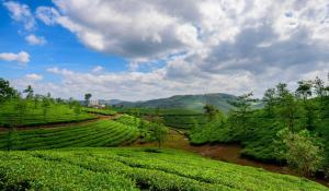 a field of green tea plantations with mountains in the background at Green and Green in Vagamon