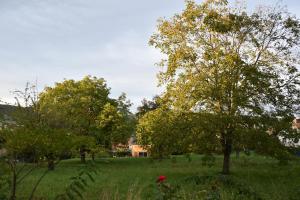 埃申茨的住宿－Bonis 2,5 Zimmer Ferienwohnung，远处有树木和房子的田野