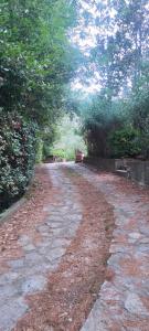 a stone path with trees on the side of it at Bilocale a due passi dal mare immerso nel verde in Castiglioncello