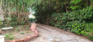 a garden with a brick path and trees at Bilocale a due passi dal mare immerso nel verde in Castiglioncello