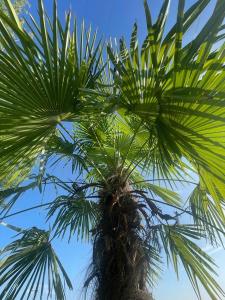 un palmier avec le ciel en arrière-plan dans l'établissement Villa Leopardi, à Vignale