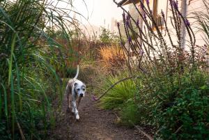 a dog walking down a path in a garden at Sielankownia in Wünschelburg +34 photos