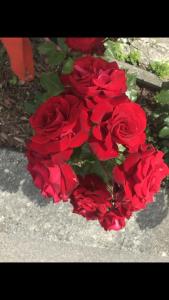 un ramo de rosas rojas sentadas en el suelo en RESIDENZA GIOVANNI, en Contone
