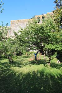 une personne debout sous un arbre dans un champ dans l'établissement logement au sein d une abbaye cistercienne, à Saint-Martin-le-Vieil
