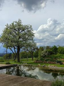 un estanque en un parque con un árbol en el fondo en Design-Studio am Salerhof, en Bad Wurzach