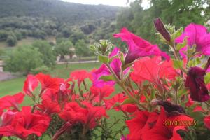 un montón de flores rojas en un jardín en Hotel Montebaldina en San Zeno di Montagna