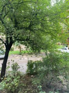 a tree with green leaves in a park at Квартира на Проспекті in Uzhhorod