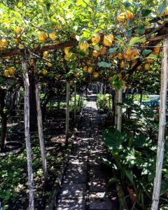einen Garten mit einem Haufen Orangen, die von Bäumen hängen in der Unterkunft B&B Rectina Pompei in Pompei