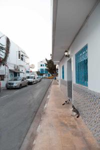 deux oiseaux assis sur un trottoir à côté d'une rue dans l'établissement sejour chez Marwa, à Sidi Bou Saïd