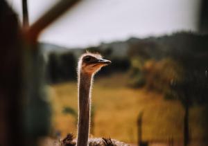 a long necked ostrich standing in a field at Hotel Chalé Capitólio in Capitólio