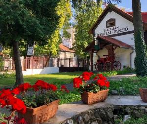 due vasi di fiori rossi di fronte a un edificio di Talizmán Étterem Panzió a Miskolc