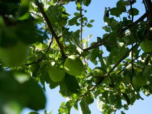 Ein Haufen grüner Äpfel hängt an einem Baum in der Unterkunft Feriengasthof Löwen in Breitnau