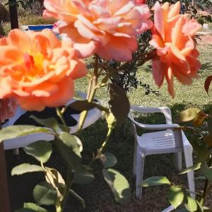una silla blanca sentada junto a rosas naranjas en Cabañas Plottier-Neuquén en Plottier