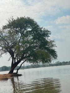 a tree in the middle of a body of water at LIFE OF COCO in Galge