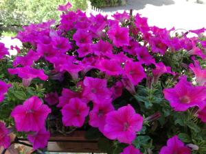 a bunch of pink flowers in a pot at Bed and Breakfast da Pio in Castelveccana