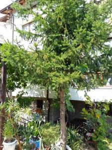 ein Baum in einem Garten vor einem Haus in der Unterkunft Цвят бяло in Sofia
