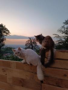 Mascotas con sus dueños en Янтарь Уютный горный домик