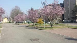 uma rua vazia com árvores com flores cor-de-rosa em Luci A San Siro em Milão