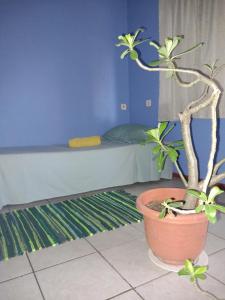 a plant in a pot in a room with a bed at Bora Rent lodge in Bora Bora