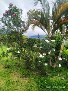 a group of trees and flowers in a field at Altos del Reposo Casa Campestre in Pueblo Bello