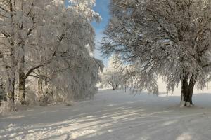 een met sneeuw bedekte weg met bomen in de verte bij Appartement de vacances in Saulcy