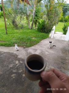 een persoon met een kop koffie voor twee katten bij Altos del Reposo Casa Campestre in Pueblo Bello
