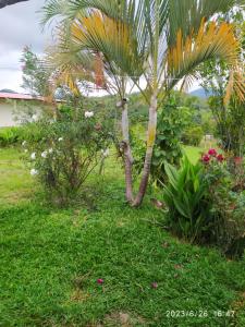 een palmboom in het midden van een tuin bij Altos del Reposo Casa Campestre in Pueblo Bello