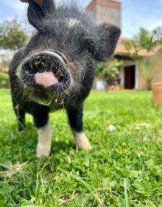 un cerdo parado en la hierba con la boca abierta en Voyaca Hotel Alfareria, en Villa de Leyva